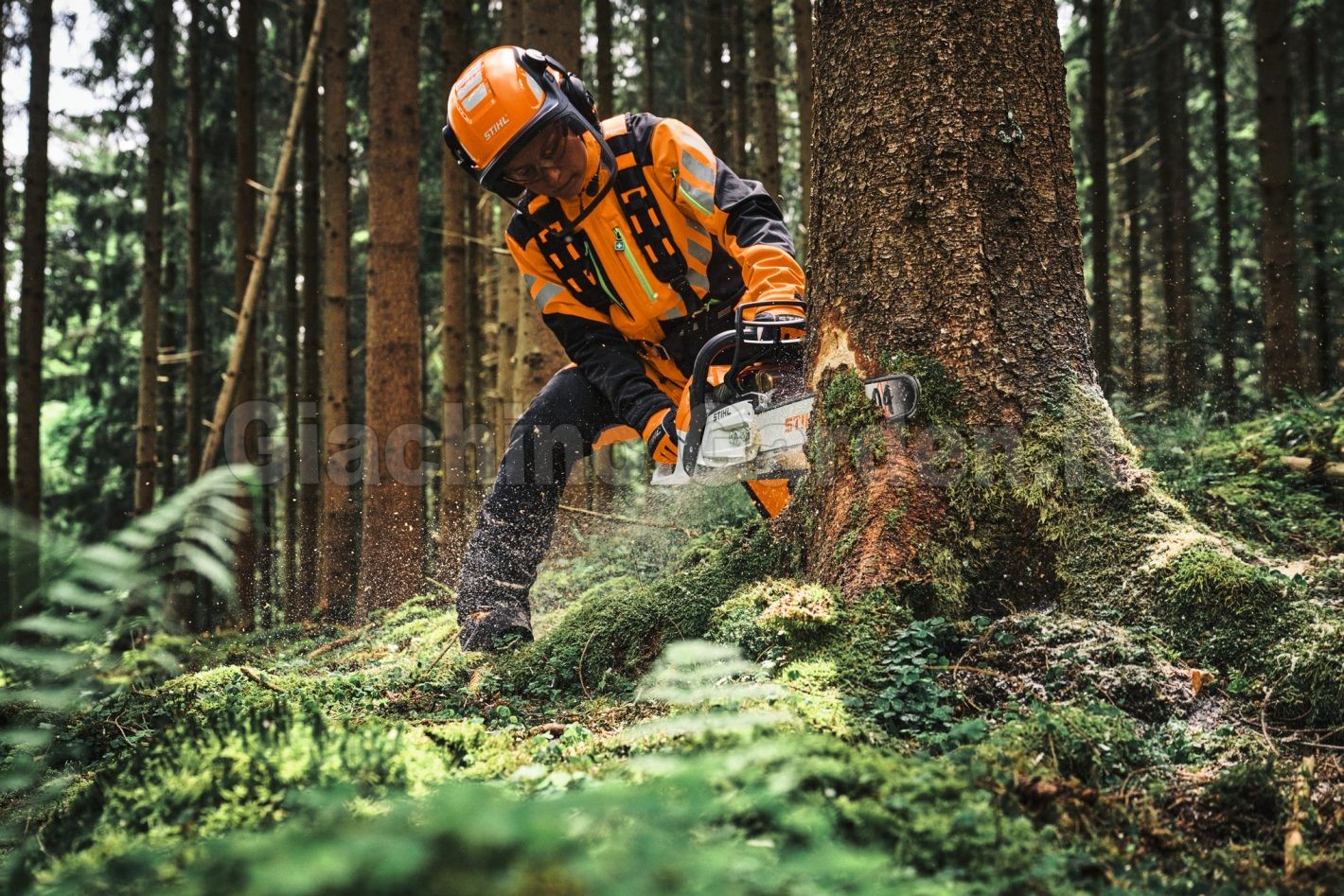 Operatore forestale con casco e abbigliamento ad alta visibilità mentre abbatte un albero con motosega STIHL MS 300 C-M